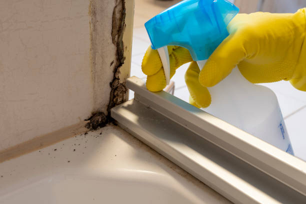 Professional Mold Remediation in Kyle, SD