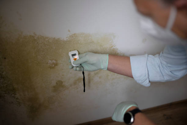 Best Insurance-Related Mold Remediation in Kyle, SD