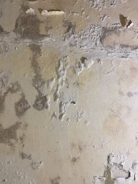 Best Post-Flood Mold Remediation in Kyle, SD